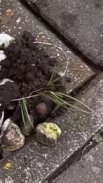 Поляк встретил крота