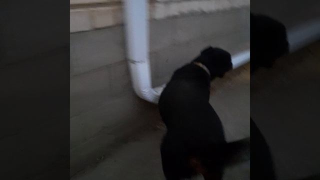 Моя собака чисто нубик