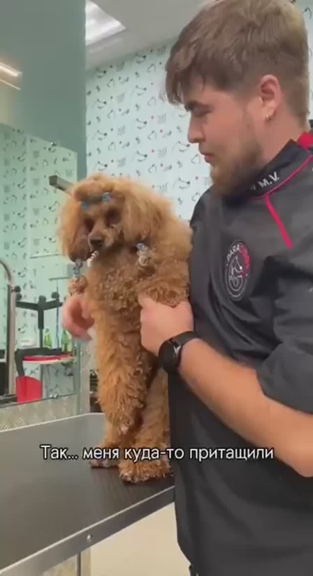 Жорш великолепный пришел а груминг-салон Paradogs