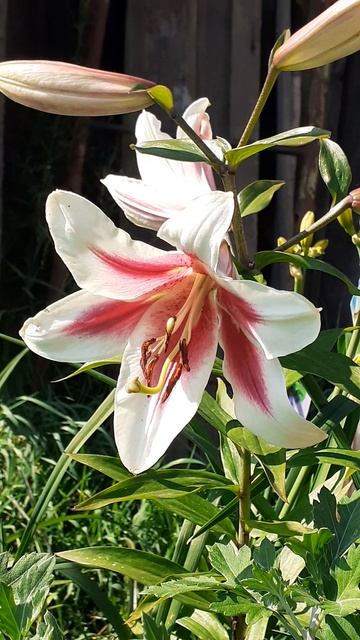 лилия АЛТАРИ от-гибрид