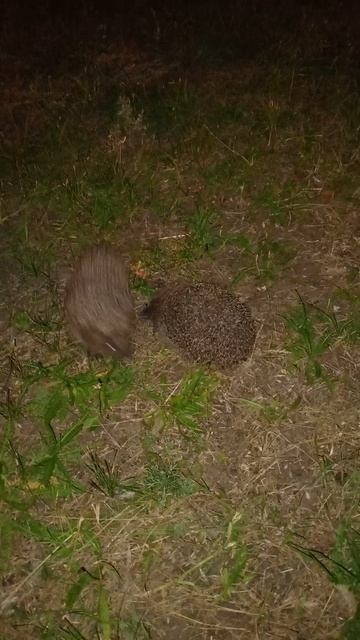 эхххх не повезло