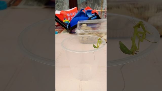 мой богомол и паук!!!