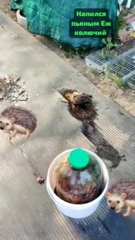 Смешной пьяный ёжик.
Хорошо веселье,вкусное вино,но тяжело похмелье.Близится оно.
( Тик- ток)