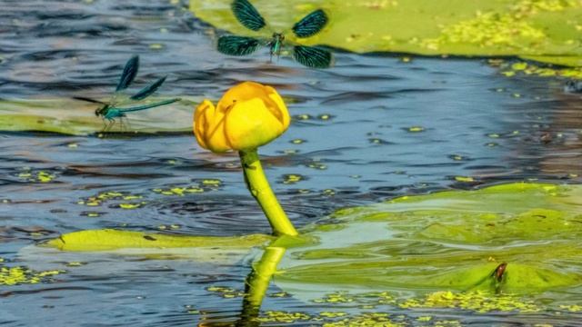 "ТОЛЬКО ТЫ!"... (Фото Андрея АБАКУМОВА (Рязань), музыка - JEEM DJ (Лондон, Британия))