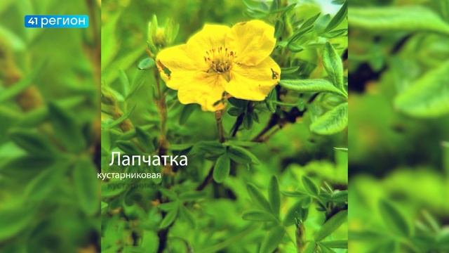 ФОТО ЦВЕТОВ, СДЕЛАННЫЕ УЧЁНЫМИ КАМГУ В ЭКСПЕДИЦИИ В ОКРЕСТНОСТЯХ ОЗЕРА ПАЛАНСКОГО • ФОТО ФАКТ