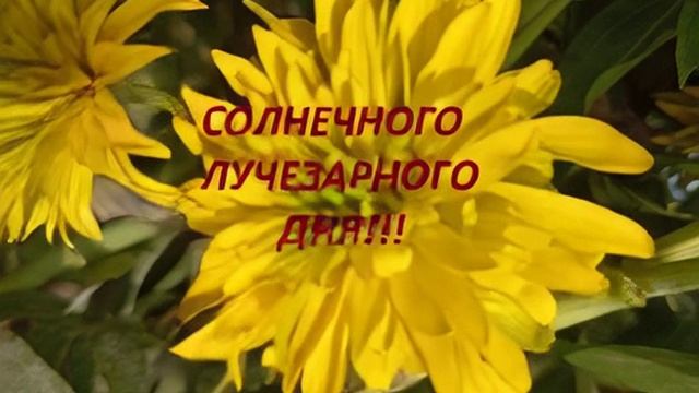Лучезарного солнечного дня!!!