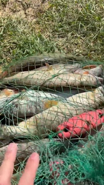 Утренняя охота на щуку – удачный заброс! #fishing #рыбалка