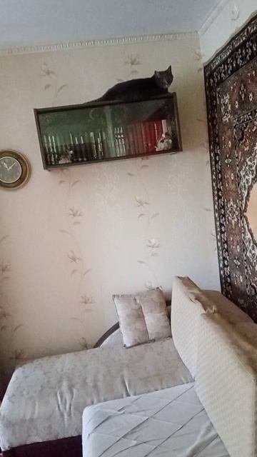VID_20250729_110249.mp4