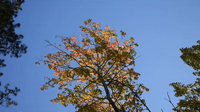 Новососедово. И зовёт куда то осень. (23.09.2019г.)