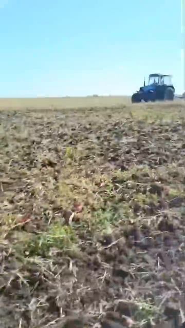 Чудо маскировки: зайчонок притаился #hunting