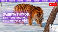 Проекты по сохранению популяции амурского тигра в России / Пресс-конференция «Известий»