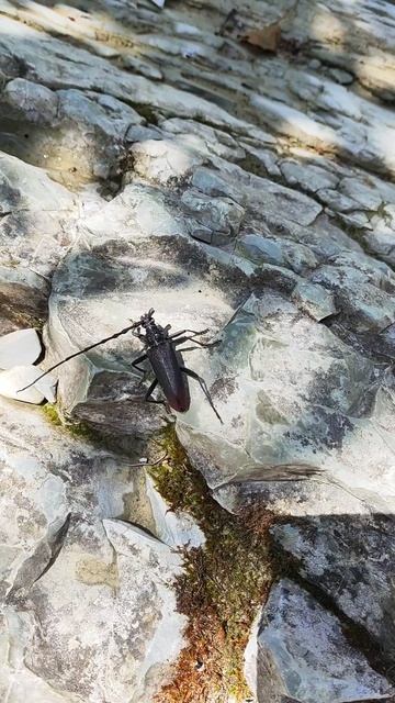 полурак полутаракан возле водопада #плесецкие #плесецкиеводопады #жук #насекомые