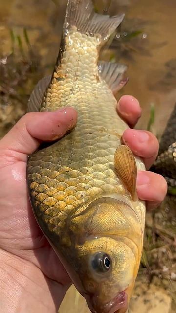 Рыба с сюрпризом? Проверяю хвост! #рыбалка #fishing