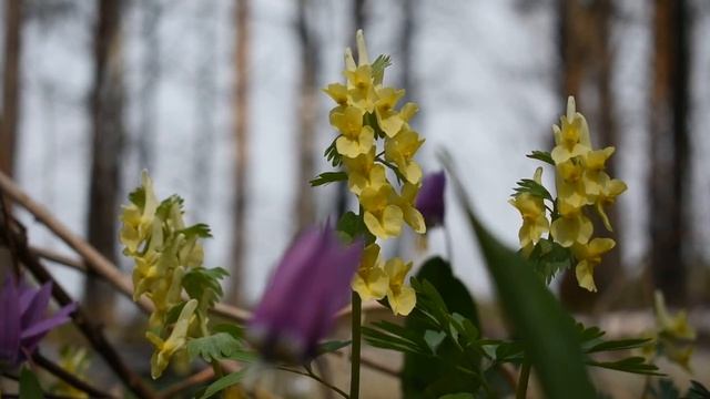 МГК - Падает снег. Клип.
