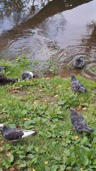 🥹😂🐦Гулечке жарко, в воду залезла😂 #голуби #птицыроссии #лето #жарко