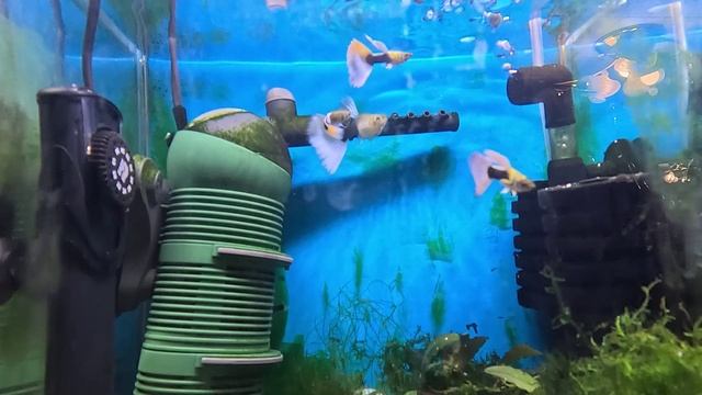 Синие креветки с Гуппи