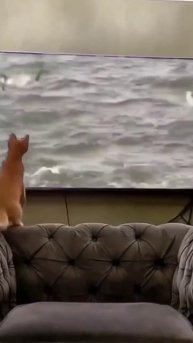 video_2025-07-29_23-13-22