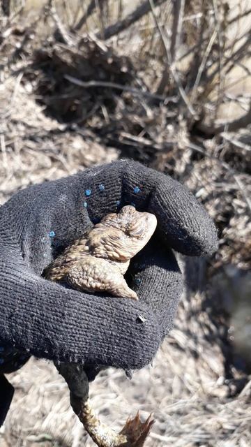 Новососедово. Лягушка говорушка.