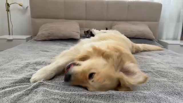 Котёнок атакует большого ретривера - 2025 год