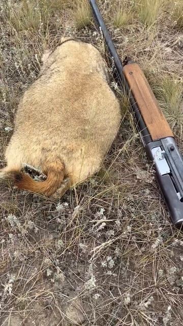 Как добыть сурка на весло? #охота #hunting