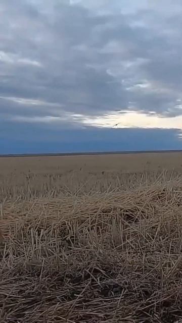 ВОТ ЭТО НАЛЕТ! У вас такое было? Фанера? Охота на гуся #охота #охотанагуся #hunting