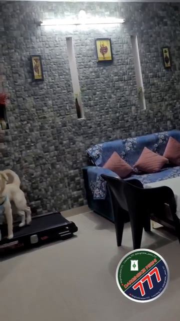 Заниматься спортом можно и так 🐕🥰🤩😍😘💖