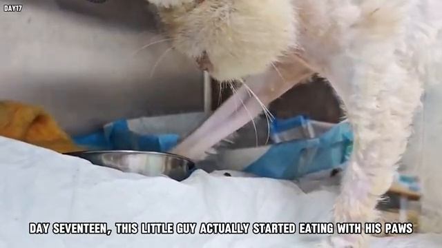 Спасение бездомного кота с раздутым животом - 2025 год