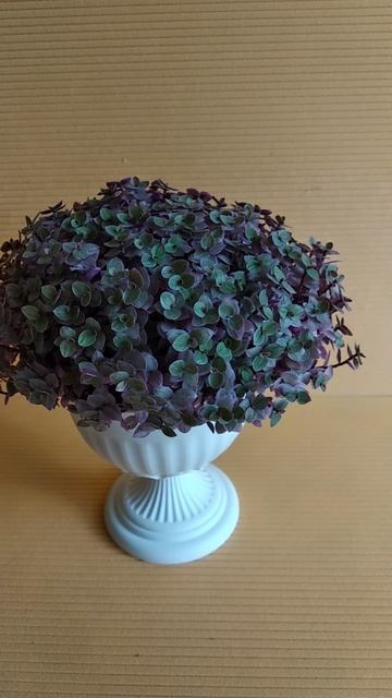 каллизия Розовая пантера