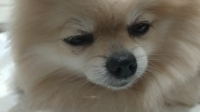 VID_20250729_160017.mp4