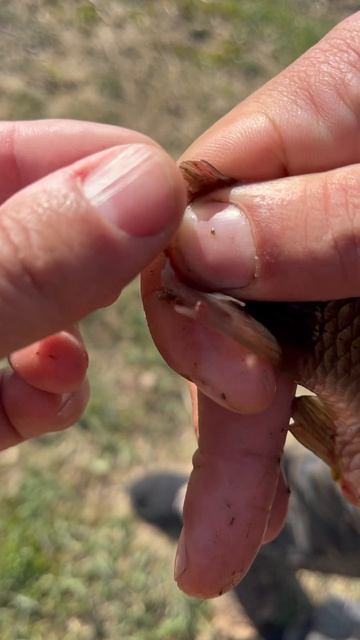 Паразиты в карасе? #fishing #рыбалка #fish