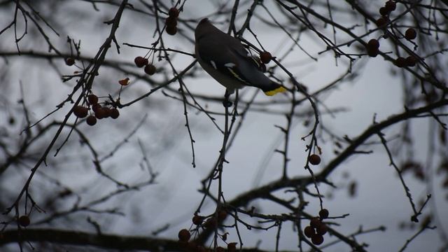 Новососедово. Снегири