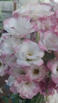 Совершенство