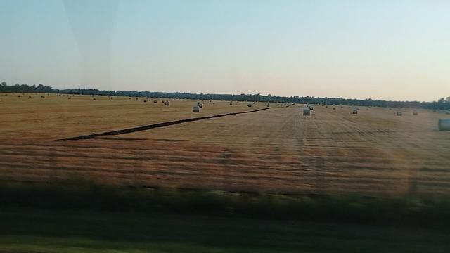 Собранная пшеница на бескрайних полях России.