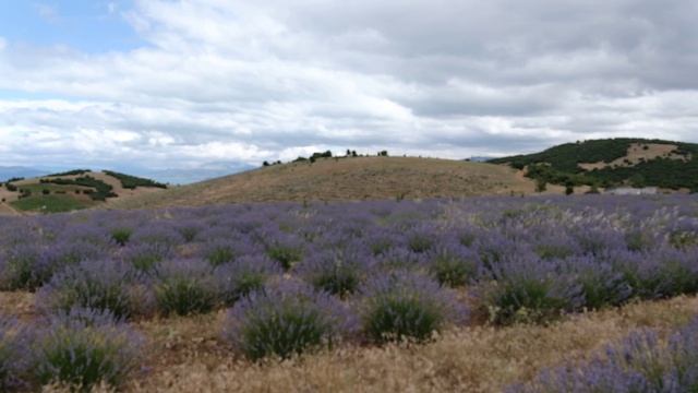 Лавандовые поля в Турции на расцвете