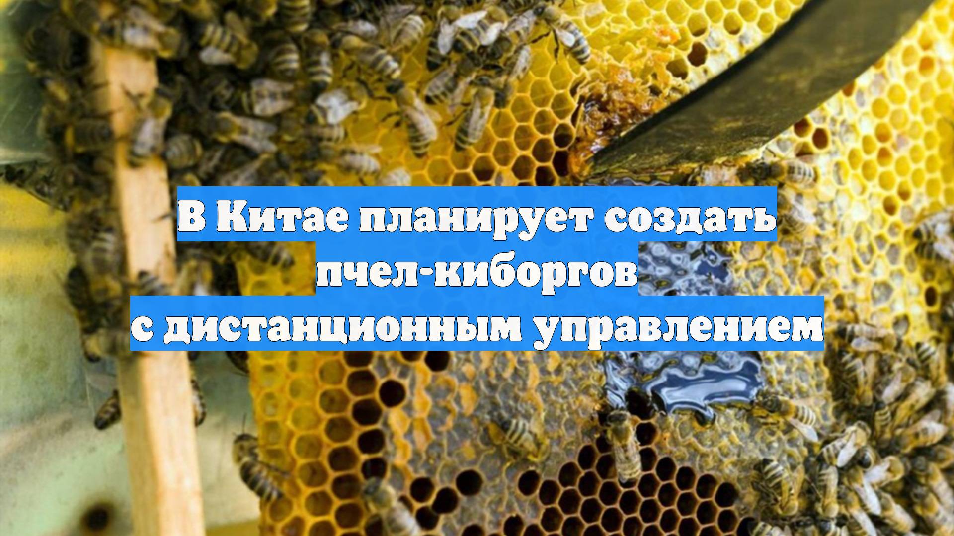 В Китае планирует создать пчел-киборгов с дистанционным управлением