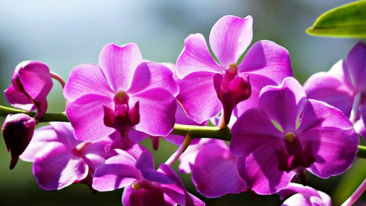Цветок, переживший динозавров