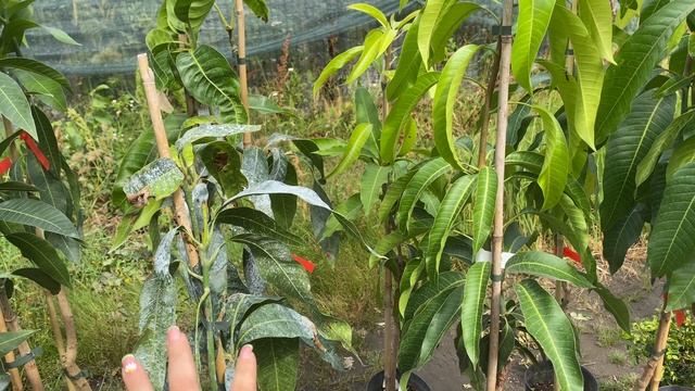 Новая поставка: плодовая экзотика