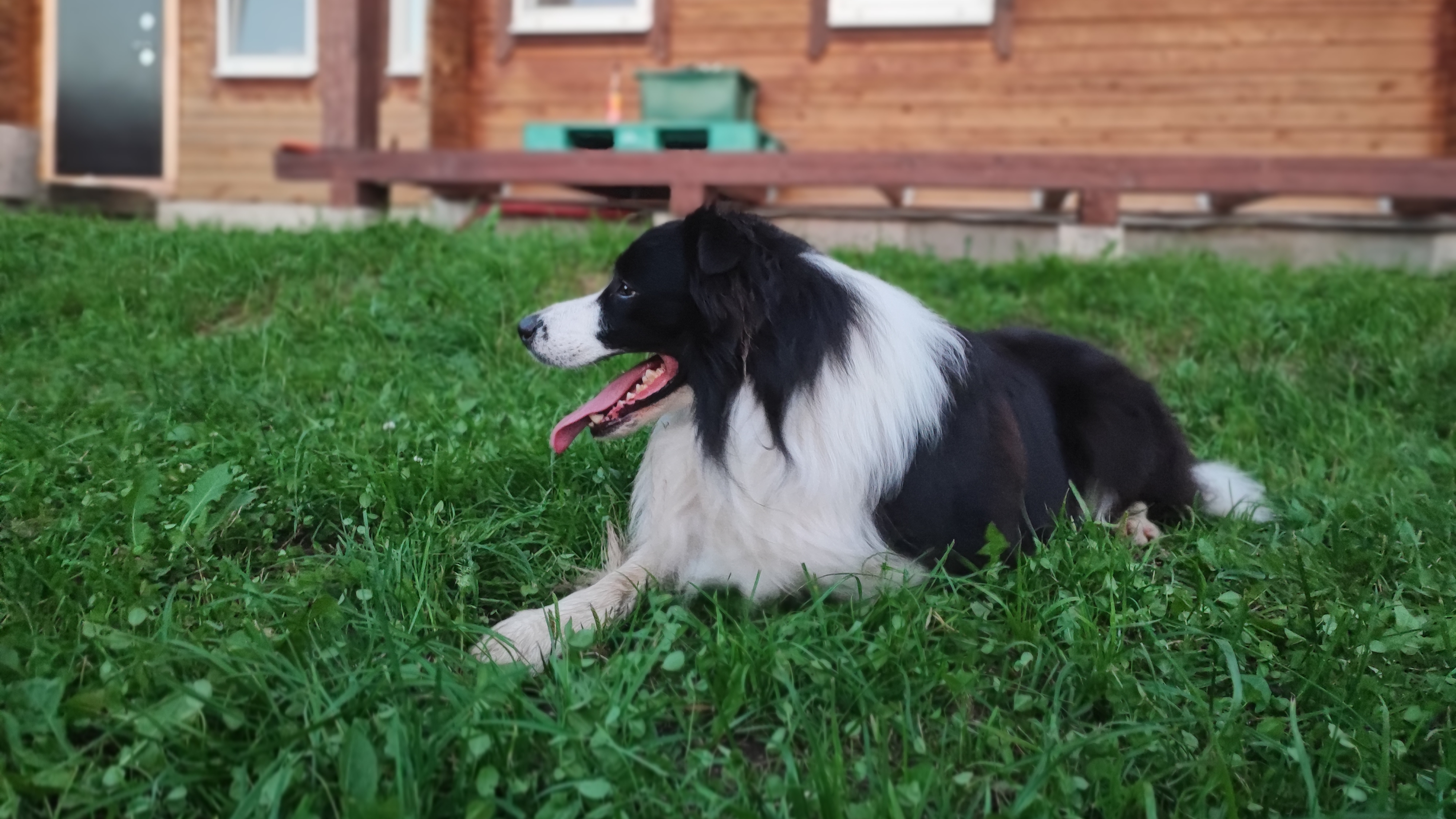 Вечер с животными _ жизнь с котом и Бордер Колли _ как служат животные)