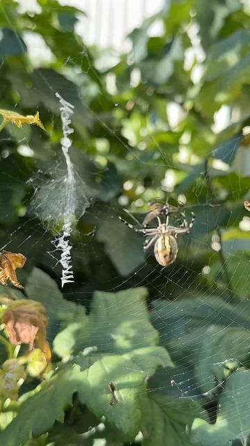 В сеть попалась муха! Реальная охота паука ️ #паук #охота