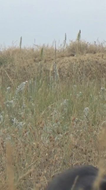 Точный выстрел. Охота на сурка #охота #hunting