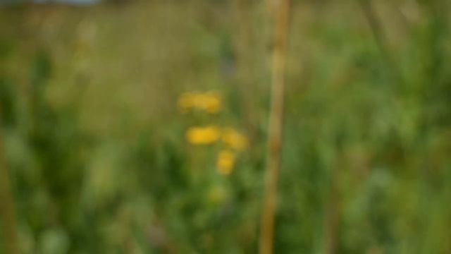 Новососедово. Краски лета.