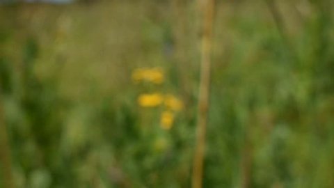 Новососедово. Краски лета.