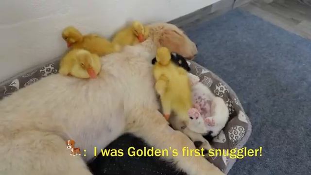 Что сделает щенок, когда найдет ретривера с утятами - 2025 год