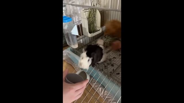 Смешные видео 1-4