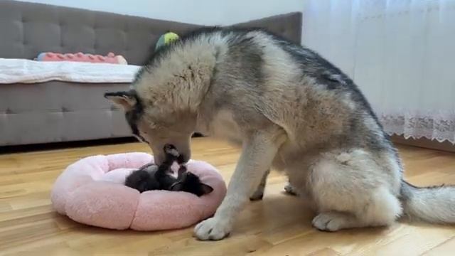 Хаски хочет забрать лежанку котёнка - 2025 год