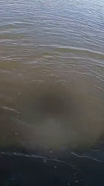 Щучий беспредел, поклевка с каждого заброса. #спиннинг #рыбалкавказахстане #ловлящуки #жорщуки #щука