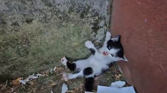 Испуганный бродячий котёнок попросился на руки - 2025 год