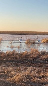 Лебеди на льду. 23. 03. 25г. #hunting #охота #fishing