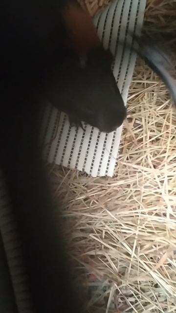 привет я амаля и свинки как ❤ Марфа спокойно нюша аааа побег, ладно готово и так свинки разны