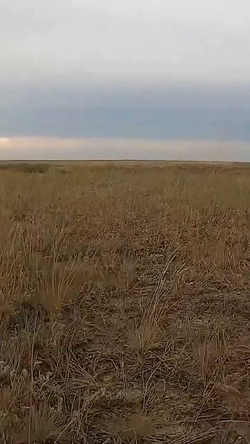 Затаился… Ждал его часами… И вот он вышел. Охота на сурка #marmothunting #охотанасурка #охота2025